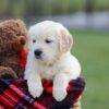 Image of Maggy, a Golden Retriever puppy