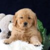 Image of Marc, a Golden Retriever puppy