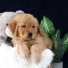 Image of Marc, a Golden Retriever puppy