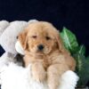 Image of Marc, a Golden Retriever puppy