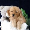 Image of Marc, a Golden Retriever puppy