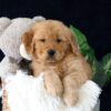 Image of Marc, a Golden Retriever puppy