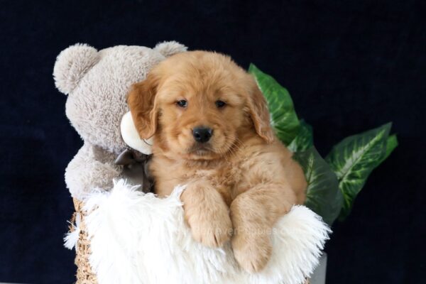Image of Marc, a Golden Retriever puppy