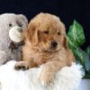 Image of Marc, a Golden Retriever puppy