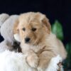Image of Maverick, a Golden Retriever puppy