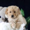 Image of Maverick, a Golden Retriever puppy