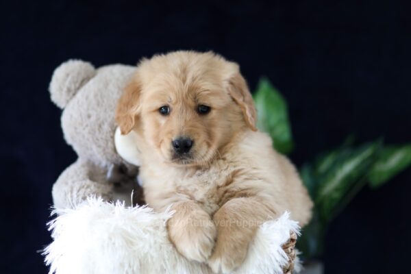 Image of Maverick, a Golden Retriever puppy