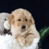 Image of Maverick, a Golden Retriever puppy