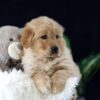 Image of Maverick, a Golden Retriever puppy