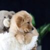 Image of Maverick, a Golden Retriever puppy