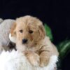 Image of Maverick, a Golden Retriever puppy