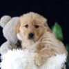 Image of Maverick, a Golden Retriever puppy