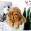 Image of Sadie (trained), a Golden Retriever puppy