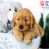Image of Sadie (trained), a Golden Retriever puppy