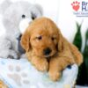 Image of Sadie (trained), a Golden Retriever puppy