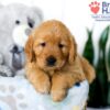 Image of Sadie (trained), a Golden Retriever puppy