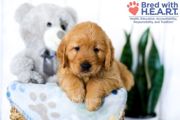 Image of Sadie (trained), a Golden Retriever puppy
