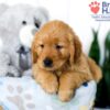 Image of Sadie (trained), a Golden Retriever puppy