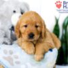 Image of Sadie (trained), a Golden Retriever puppy