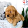 Image of Sadie (trained), a Golden Retriever puppy