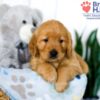 Image of Sadie (trained), a Golden Retriever puppy