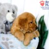 Image of Sadie (trained), a Golden Retriever puppy