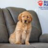 Image of Skylar, a Golden Retriever puppy