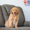 Image of Skylar, a Golden Retriever puppy