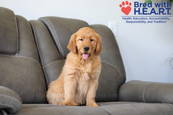 Image of Skylar, a Golden Retriever puppy