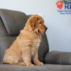 Image of Skylar, a Golden Retriever puppy