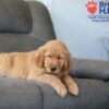 Image of Skylar, a Golden Retriever puppy