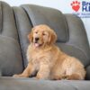 Image of Skylar, a Golden Retriever puppy