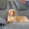 Image of Skylar, a Golden Retriever puppy