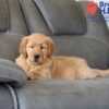 Image of Skylar, a Golden Retriever puppy
