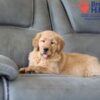 Image of Skylar, a Golden Retriever puppy