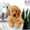 Image of Stacy, a Golden Retriever puppy