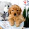 Image of Stacy, a Golden Retriever puppy