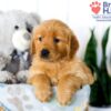 Image of Stacy, a Golden Retriever puppy