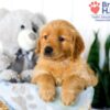 Image of Stacy, a Golden Retriever puppy