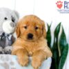 Image of Stacy, a Golden Retriever puppy