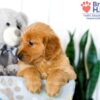 Image of Stacy, a Golden Retriever puppy