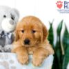 Image of Stacy, a Golden Retriever puppy
