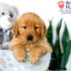 Image of Stacy, a Golden Retriever puppy
