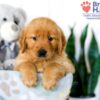 Image of Stacy, a Golden Retriever puppy
