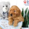 Image of Stanly, a Golden Retriever puppy