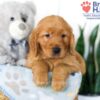 Image of Stanly, a Golden Retriever puppy