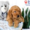 Image of Stanly, a Golden Retriever puppy