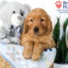 Image of Stanly, a Golden Retriever puppy