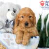 Image of Stanly, a Golden Retriever puppy