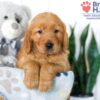Image of Stanly, a Golden Retriever puppy